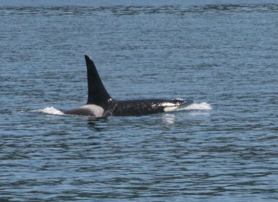 IMG_5131cropped.JPG