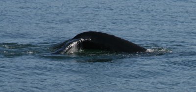 IMG_5185cropped.JPG