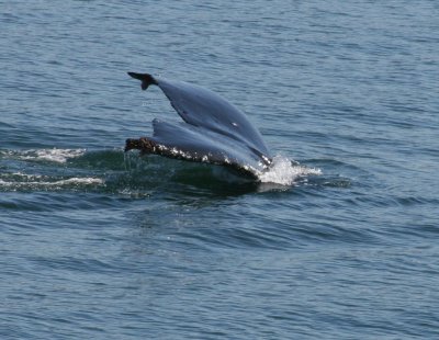 IMG_5188cropped.JPG