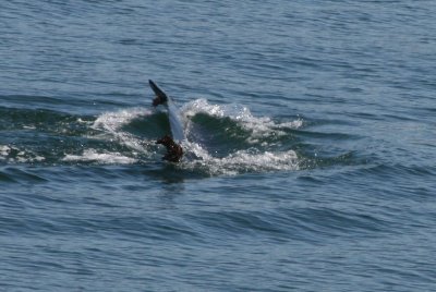 IMG_5189cropped.JPG