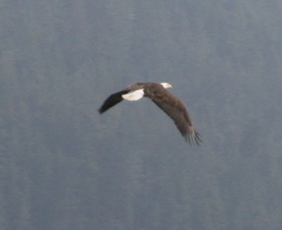 IMG_5660cropped.JPG