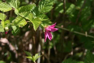IMG_5810.JPG