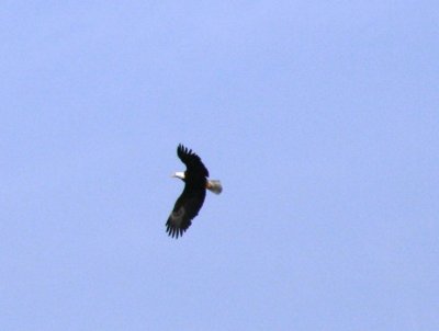 IMG_6075CRAC.JPG