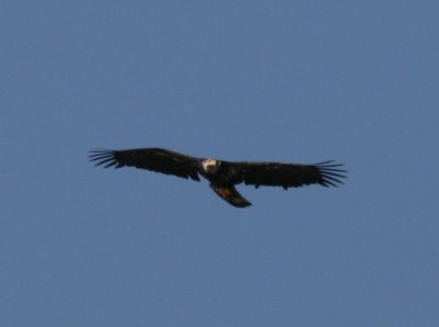 IMG_6211Cropped.JPG