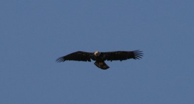 IMG_6212Cropped.JPG