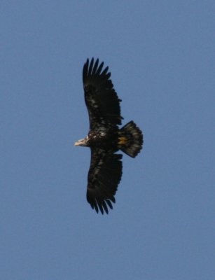 IMG_6216Cropped.JPG