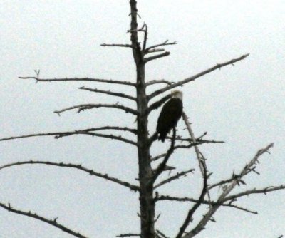 IMG_6304ZoomCropped.JPG