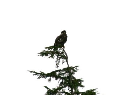 IMG_6307CRAC.JPG