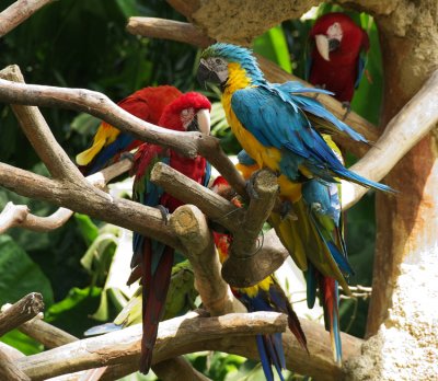 Macaws01.jpg