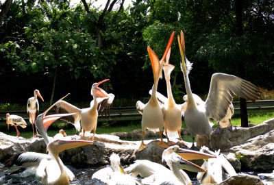 Feeding the Pelicans01.jpg