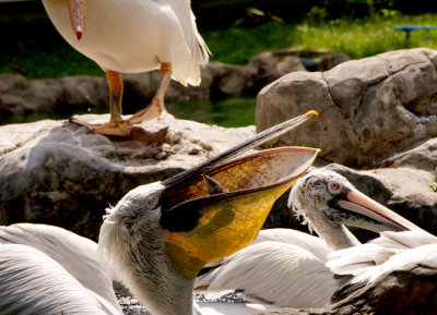 Feeding the Pelicans02.jpg