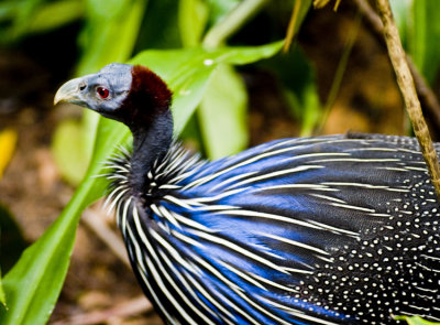 Vulturine Guinea Fowls03.jpg