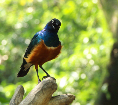 Superb Starling01.jpg