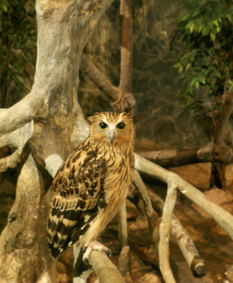 Owl02.jpg