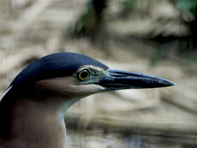 Black-Crowned Night Heron03.jpg