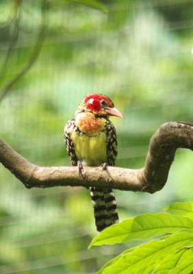 Red and Yellow Barbet03.jpg