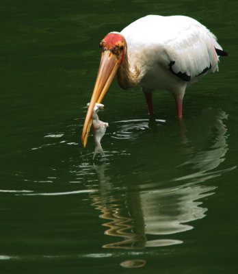 Yellow-billed Stork17.jpg