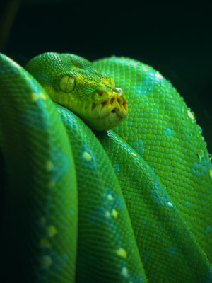 Green Tree Python.jpg