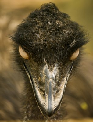 Emu 01.jpg