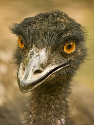 Emu 02.jpg