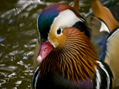 Mandarin Duck 05.jpg