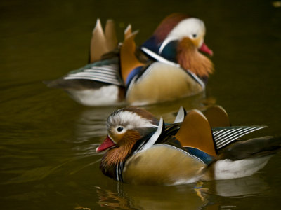 Mandarin Duck 06.jpg