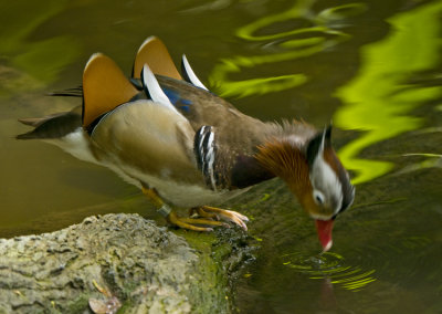 Mandarin Duck 08.jpg