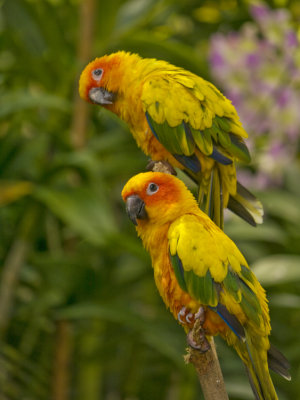 Sun concure Parrots 02.jpg