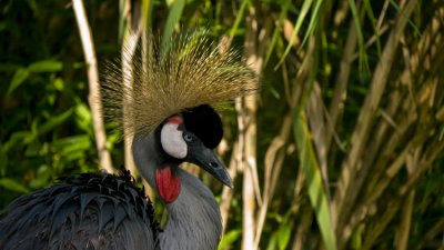 African Crowned Crane.jpg