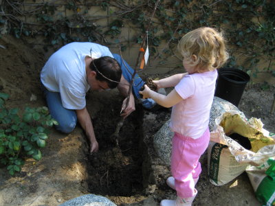 Planting an Apple Tree with Daddy