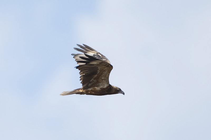 Black-breasted Buzzard_0331b.jpg