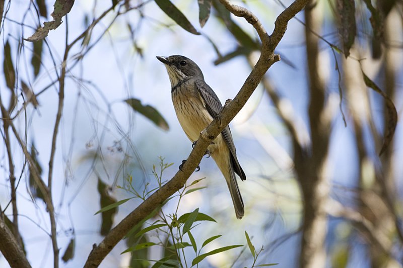 Rufous Whistler 7639.jpg