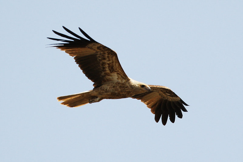 Whistling Kite 9587.jpg