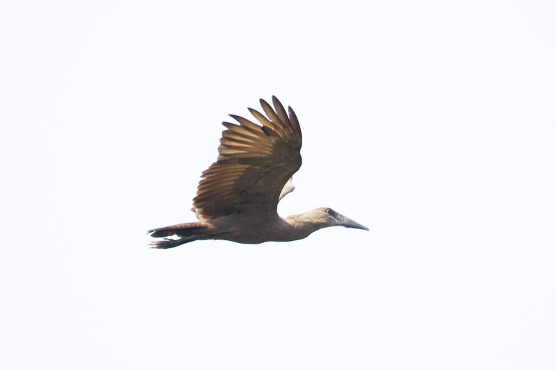 Hamerkop_0345.jpg