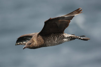 Pomarine Jaeger_0011b.jpg