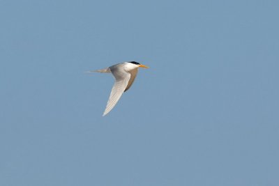 Lesser Crested Tern7702.JPG