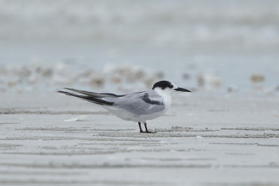 Common Tern_0494b.jpg