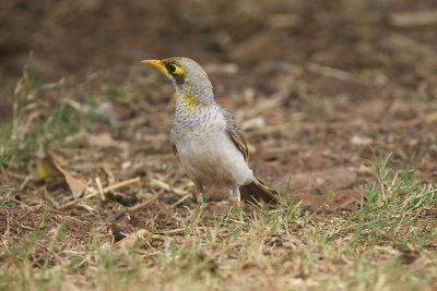 White-rumped Miner_0386.jpg