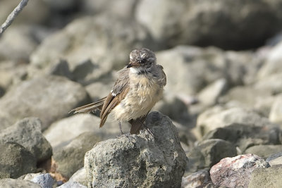 Mangrove Grey Fantail_0629.jpg