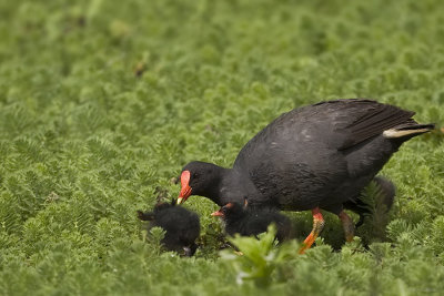 Dusky Moorhen_1962b.jpg