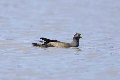 Black-tailed Nativehen_2486.jpg