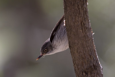 Varied Sittella  7673.jpg