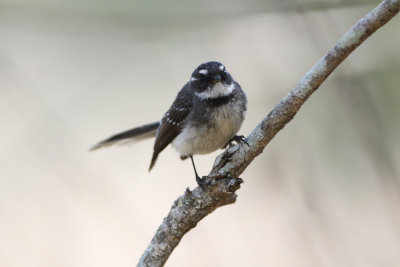 Grey Fantail  7599.jpg