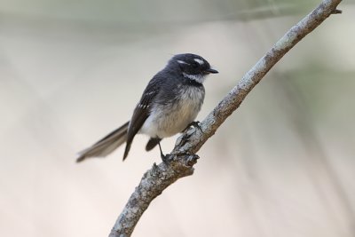 Grey Fantail  7600.jpg