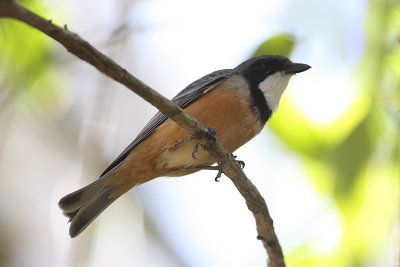 Rufous Whistler7602.jpg