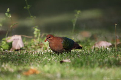 Emerald Dove 0431.jpg