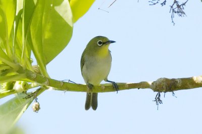Pale White-eye Warraber Is_0433.jpg