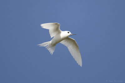 White Tern 0421.jpg