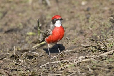 Crimson Chat 0809.jpg