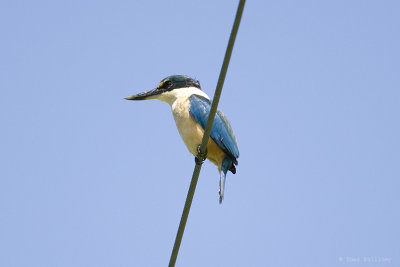 Sacred Kingfisher 0332.jpg